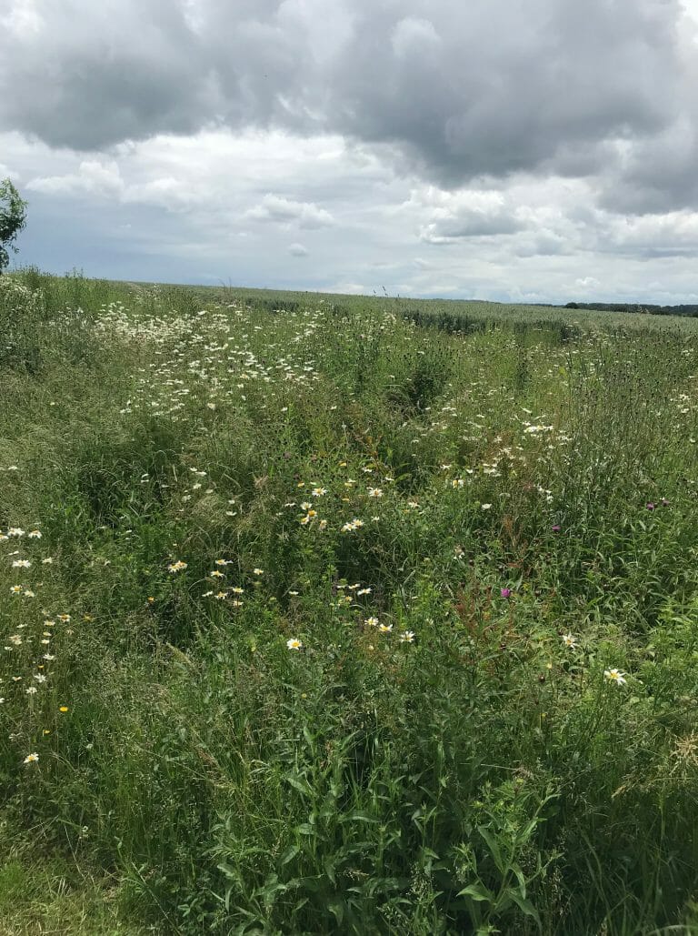 Hampshire Farmhouse image 31
