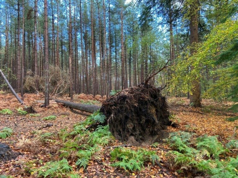 Privately Owned Woodland in Farnham image 19