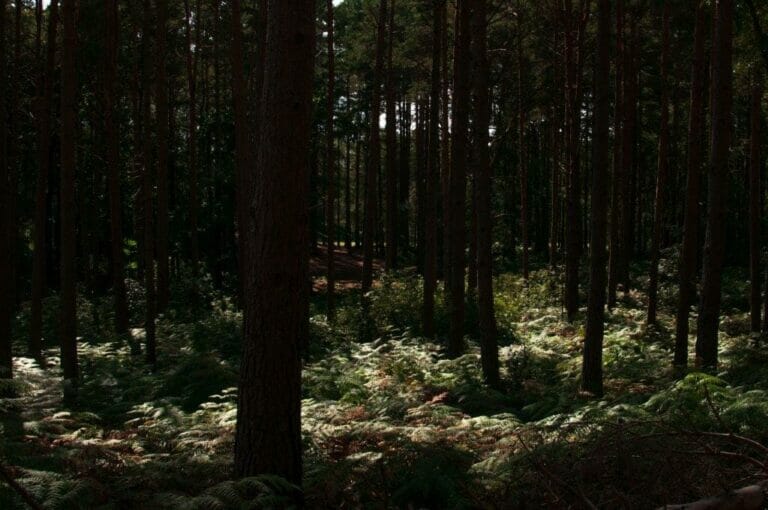 Privately Owned Woodland in Farnham image 46