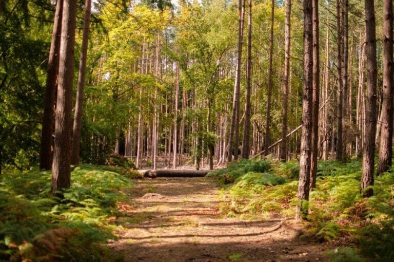 Privately Owned Woodland in Farnham image 1
