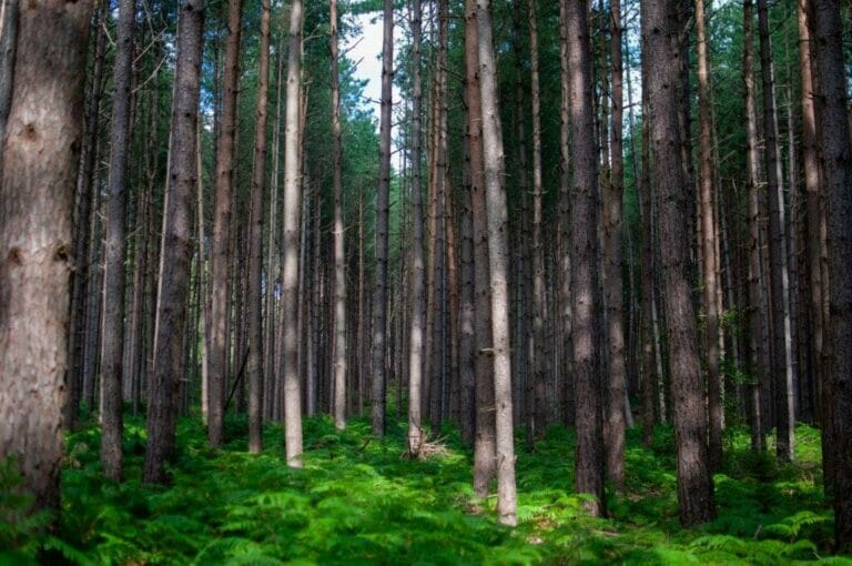 Privately Owned Woodland in Farnham image 4