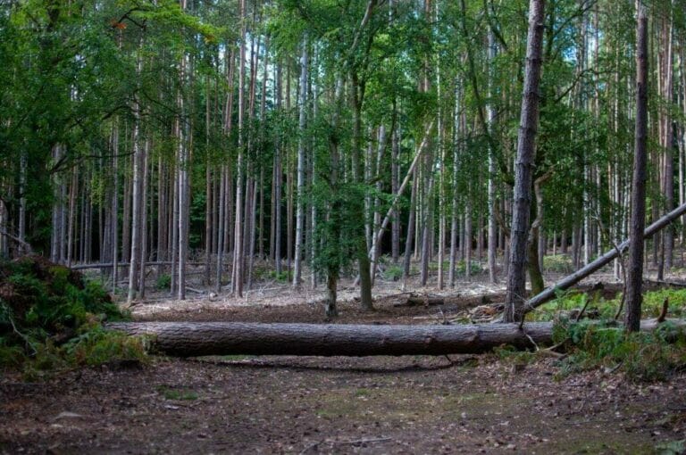 Privately Owned Woodland in Farnham image 3