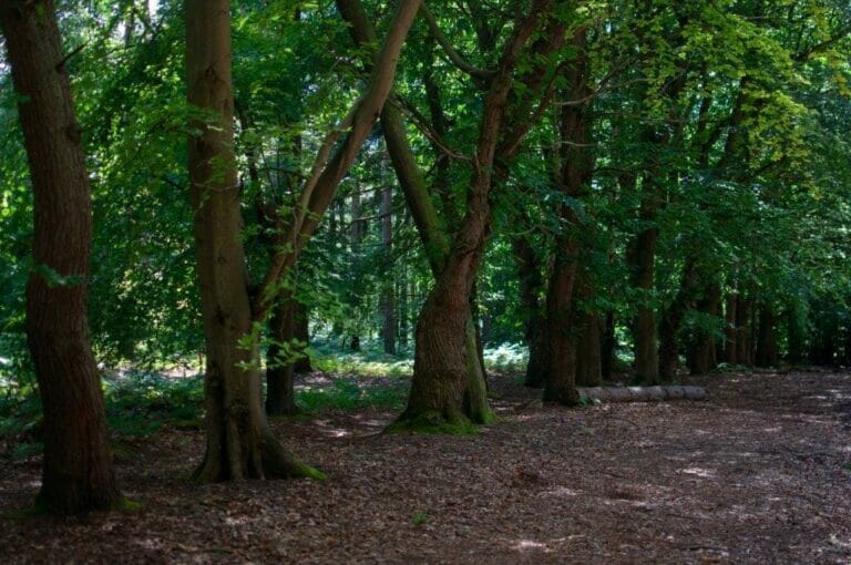 Privately Owned Woodland in Farnham image 2