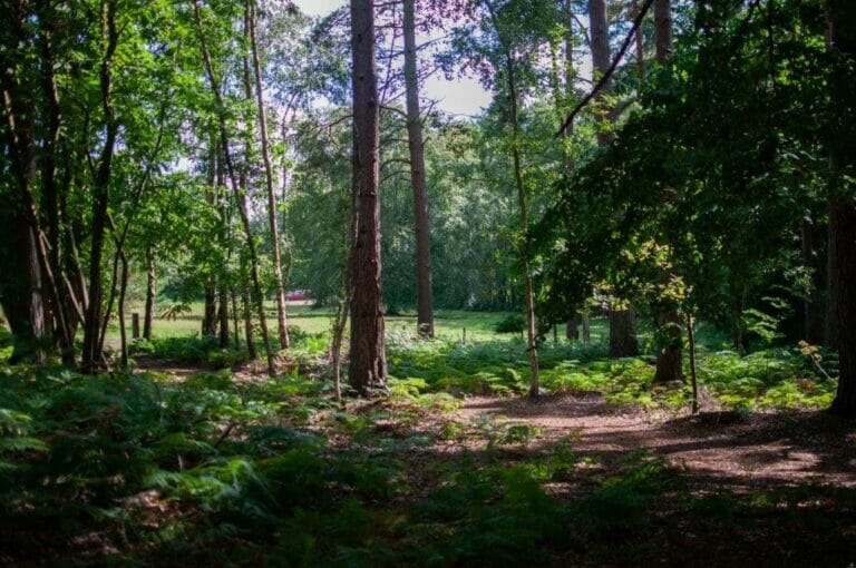 Privately Owned Woodland in Farnham image 9
