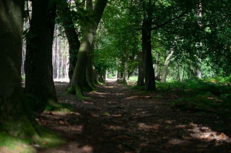 Privately Owned Woodland in Farnham image 10