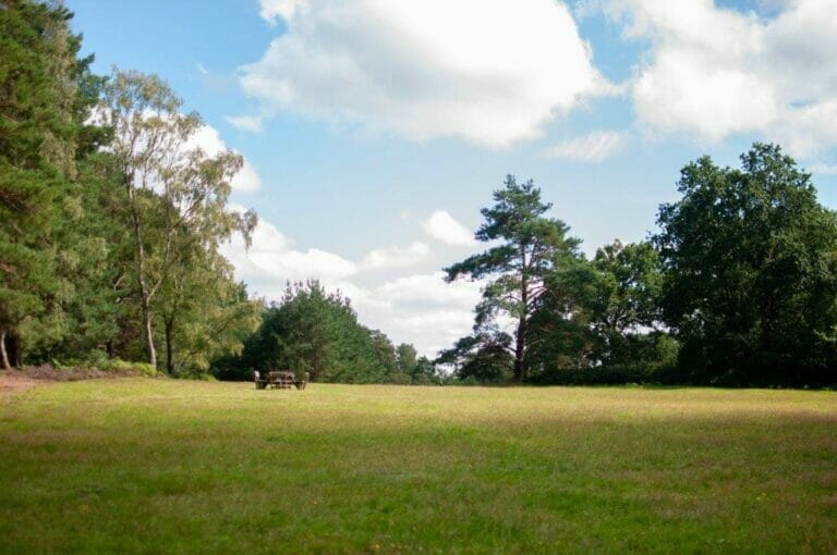 Privately Owned Woodland in Farnham image 13