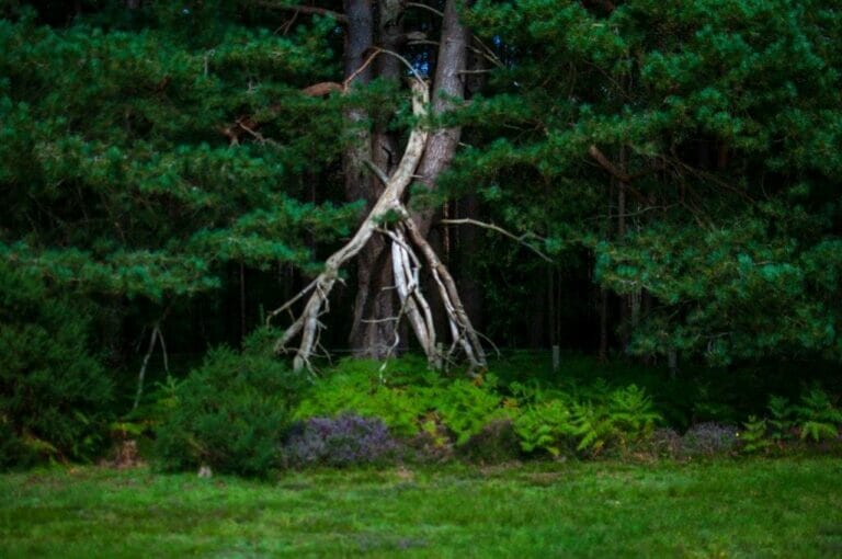 Privately Owned Woodland in Farnham image 14