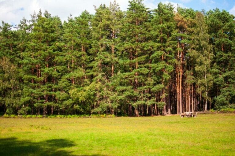 Privately Owned Woodland in Farnham image 15