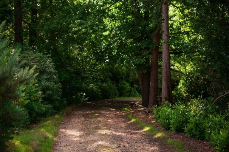 Privately Owned Woodland in Farnham image 17