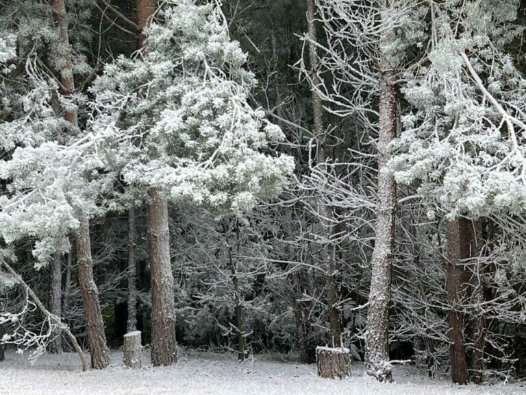 Privately Owned Woodland in Farnham image 40