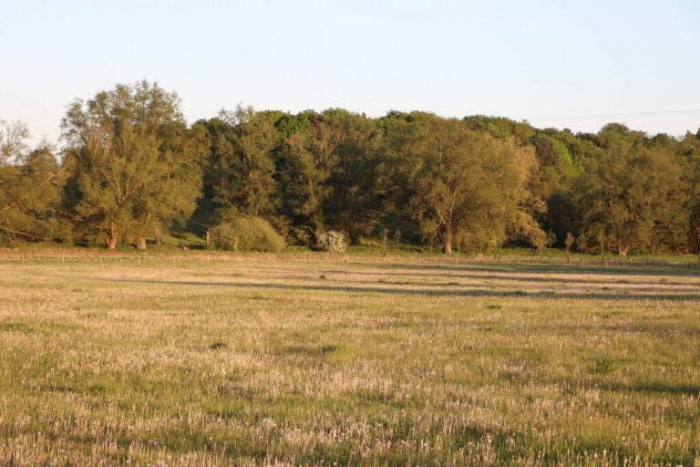 Grand English Estate image 67
