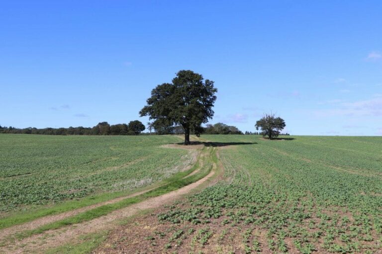 Large Private Farm and Fields image 26