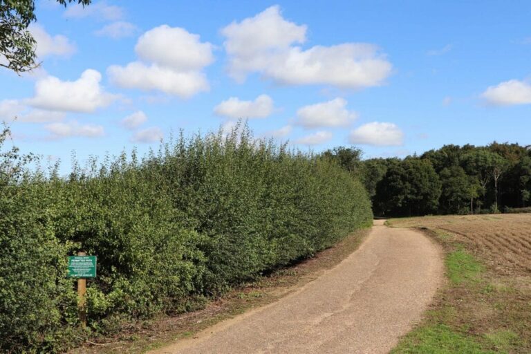 Grand English Estate image 13
