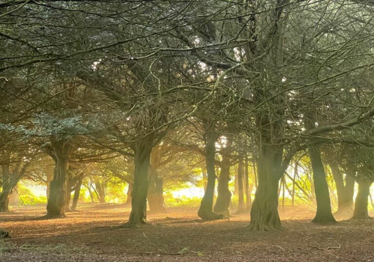 Old English Woodland image 10