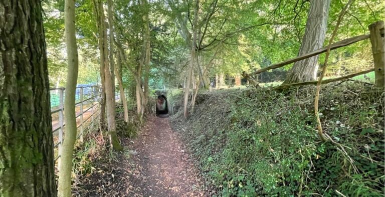 Old English Woodland image 3