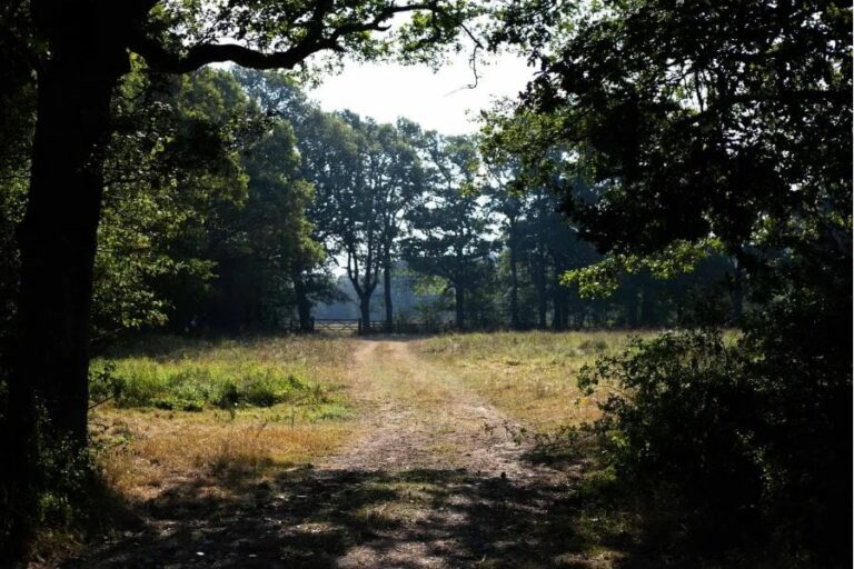 Wonderful English Farm in Remote Location image 50
