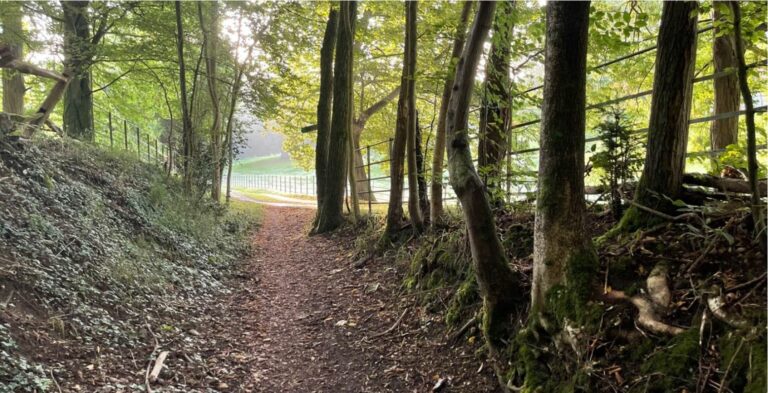 Old English Woodland image 6