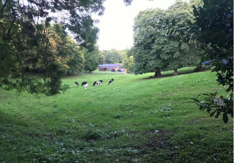 Old English Woodland image 12
