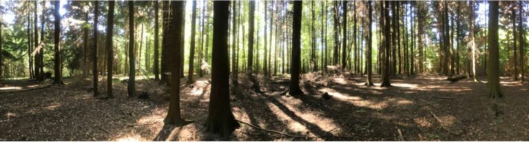 Old English Woodland image 15