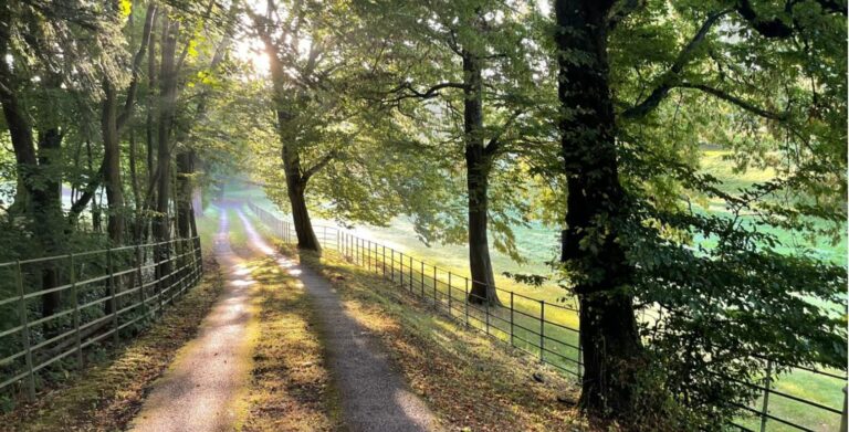 Old English Woodland image 16