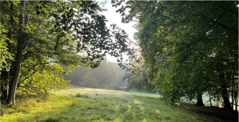 Old English Woodland image 17