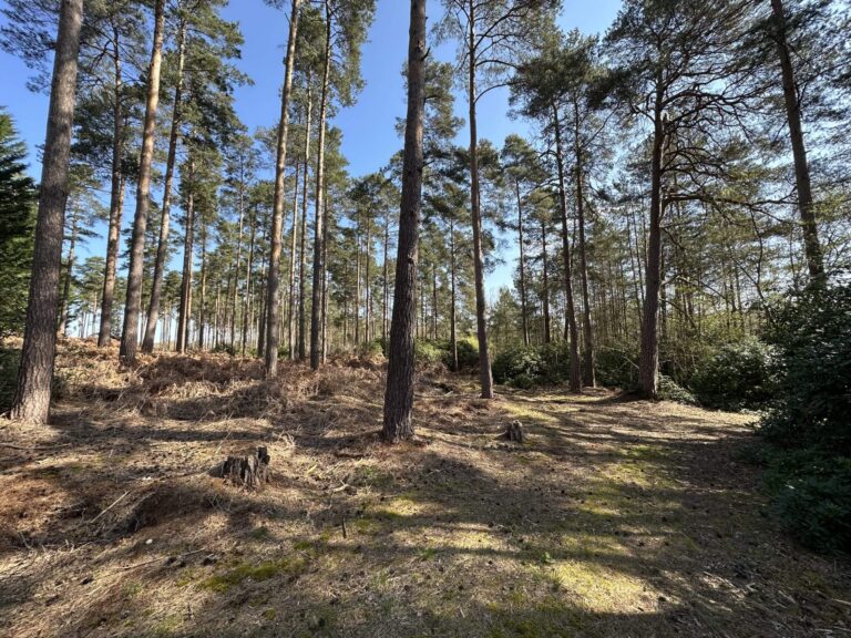 Woodland, Lakes and Garden Centre image 5