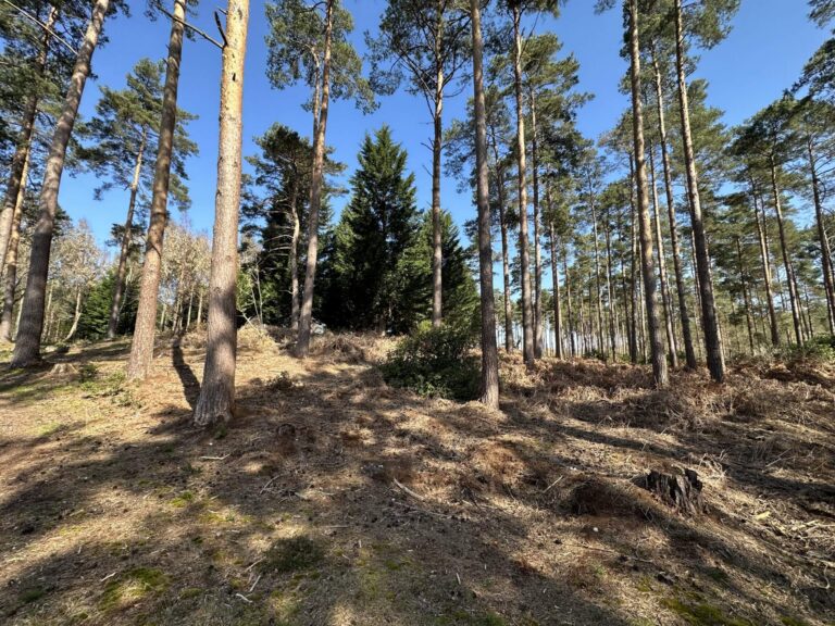 Woodland, Lakes and Garden Centre image 6