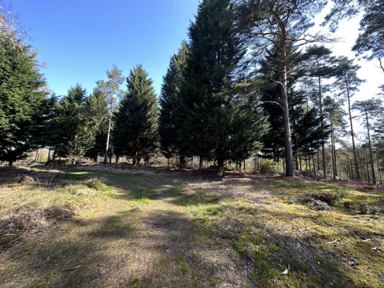 Woodland, Lakes and Garden Centre image 8