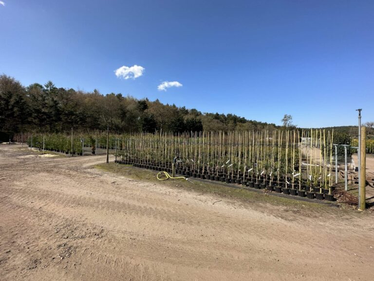 Woodland, Lakes and Garden Centre image 19