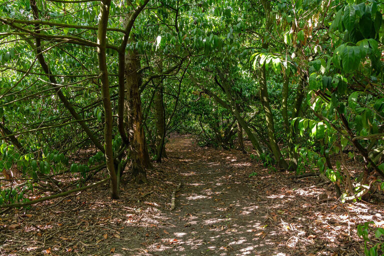 Estate with Private Woodland image 88