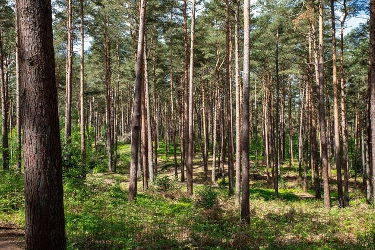 Unit Base and Woodland image 23