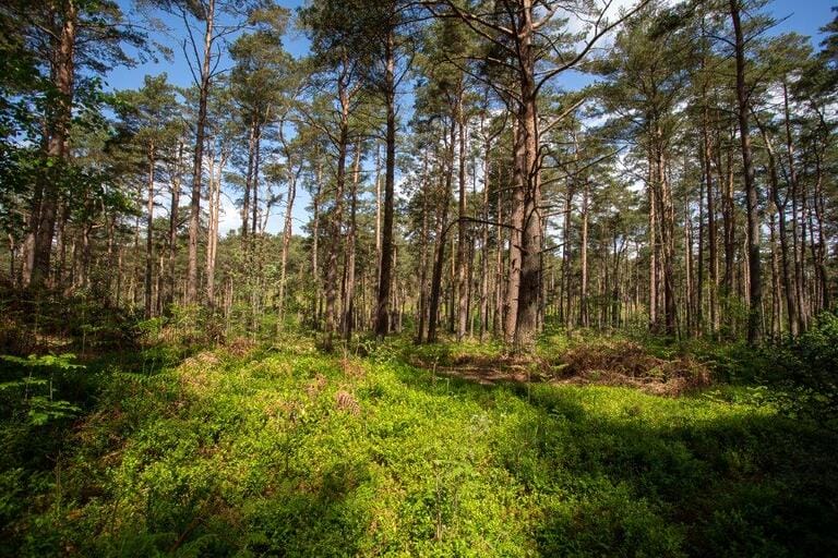 Unit Base and Woodland image 24