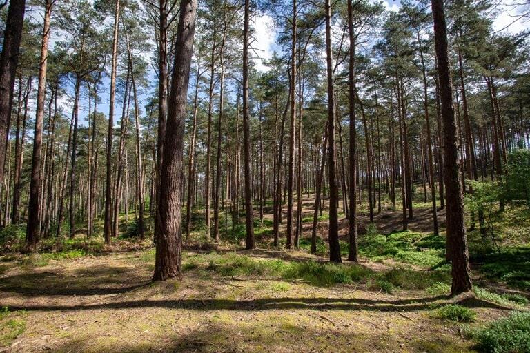 Unit Base and Woodland image 6
