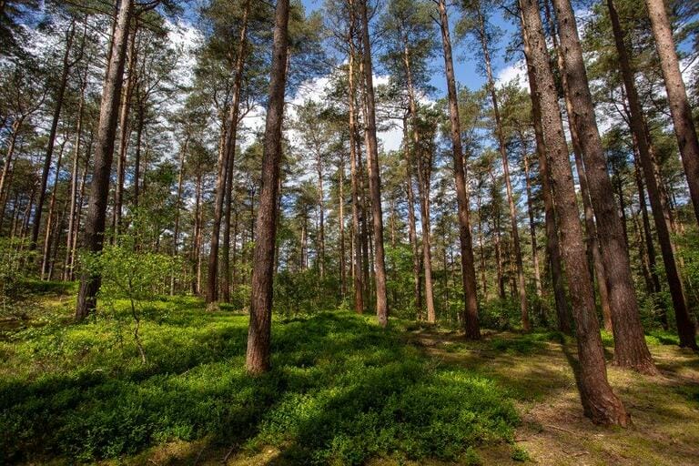 Unit Base and Woodland image 13