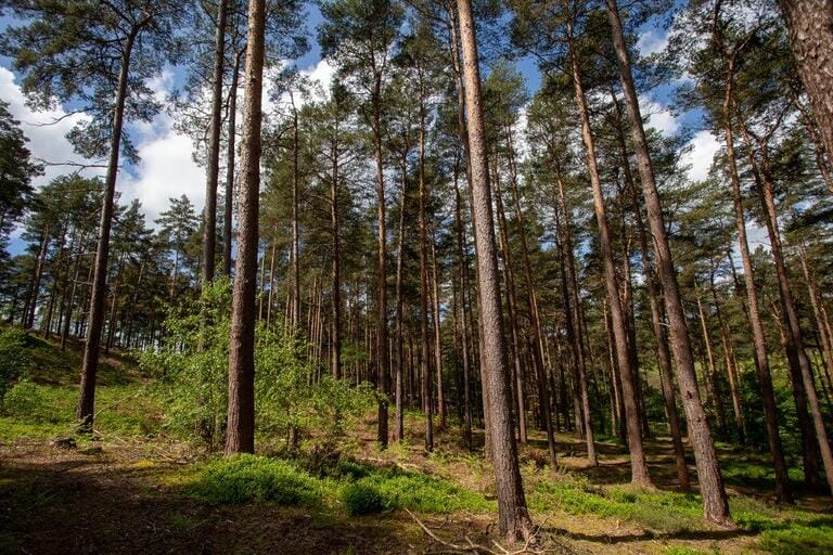 Unit Base and Woodland image 16
