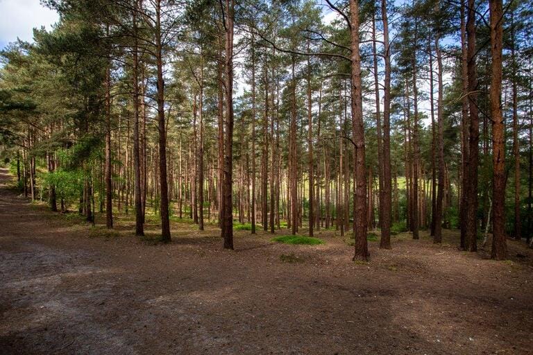 Unit Base and Woodland image 17